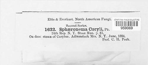Cryptosporiopsis coryli image